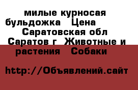 милые курносая  бульдожка › Цена ­ 5 000 - Саратовская обл., Саратов г. Животные и растения » Собаки   